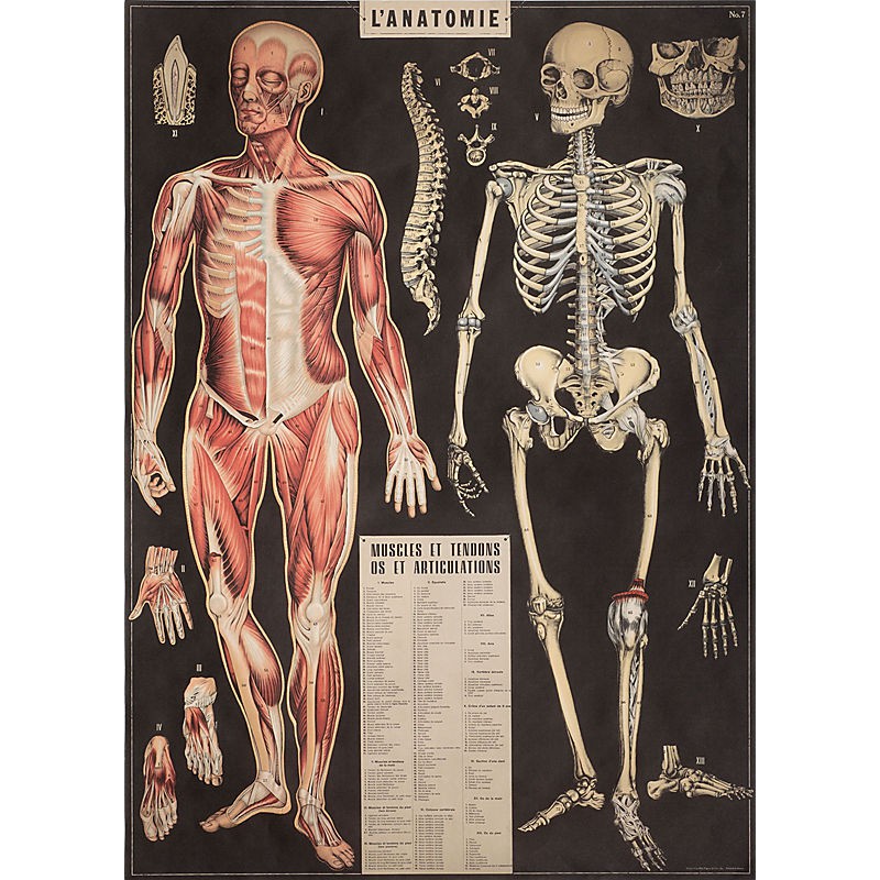 Poster Anatomy Cavallini & Co