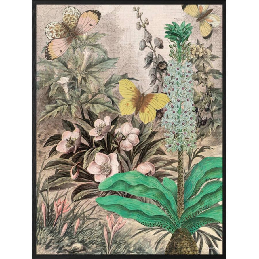 Vanilla Fly Poster Botanic vintagestil poster
